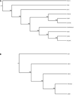 The Virulence of S. marcescens Strains Isolated From Contaminated Blood Products Is Divergent in the C. elegans Infection Model